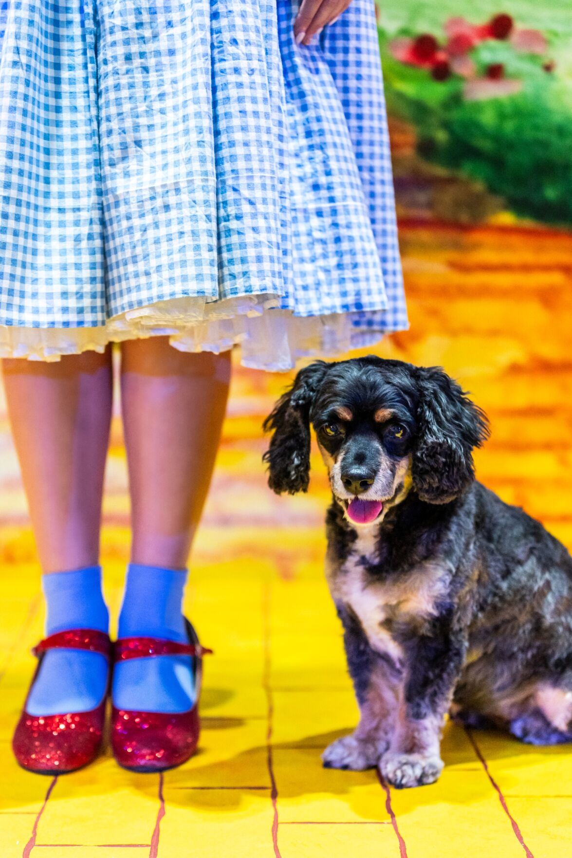'Wizard of Oz'